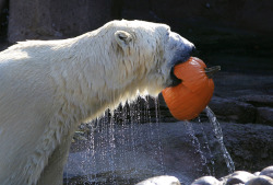 Polar Bear at Detroit Zoo via Carlos Osorio / AP