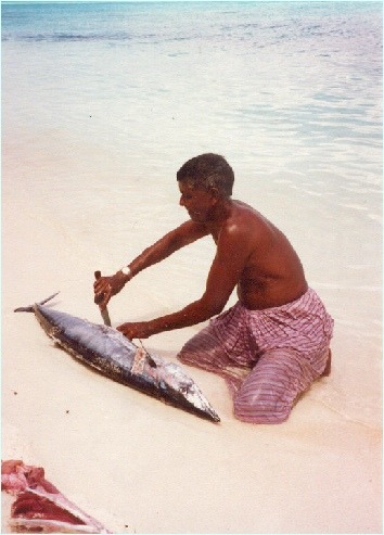 King Makarel, which can have a length up to 6 ft and a weight up to 60 lbs, is getting gutted by a Maldivian fisherman. For Maldivian people it is a preferred dining-fish.