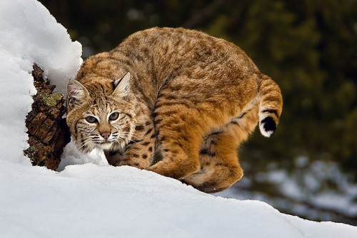 beautiful-wildlife:

Bobcat by Stephen Oachs (ApertureAcademy.com) on Flickr.
