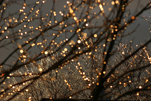 tumblr tumblr lhcyqpsrtr1qek3cqo1 500 christmas lights tumblr ...