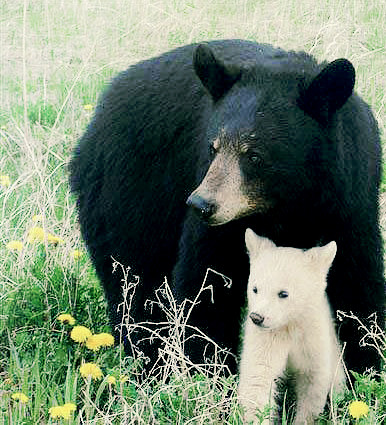worldlyanimals:

Mother Black Bear With Spirit Bear Cub (BM)
