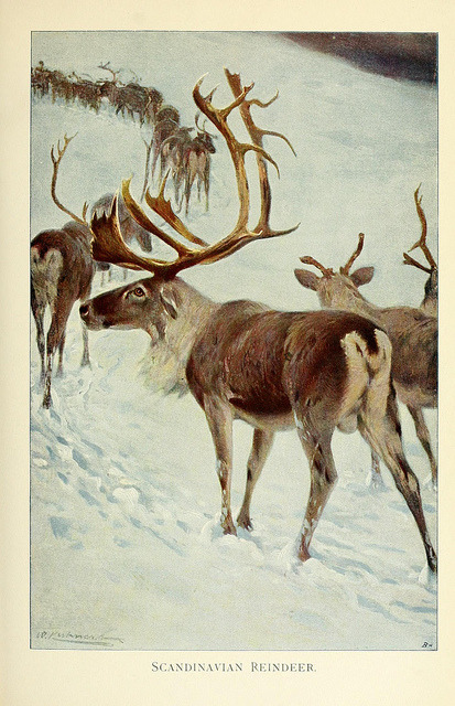 Scandinavian Reindeer by BioDivLibrary on Flickr.
Wild life of the world :.London ;F. Warne and co.,1916..biodiversitylibrary.org/page/21738521