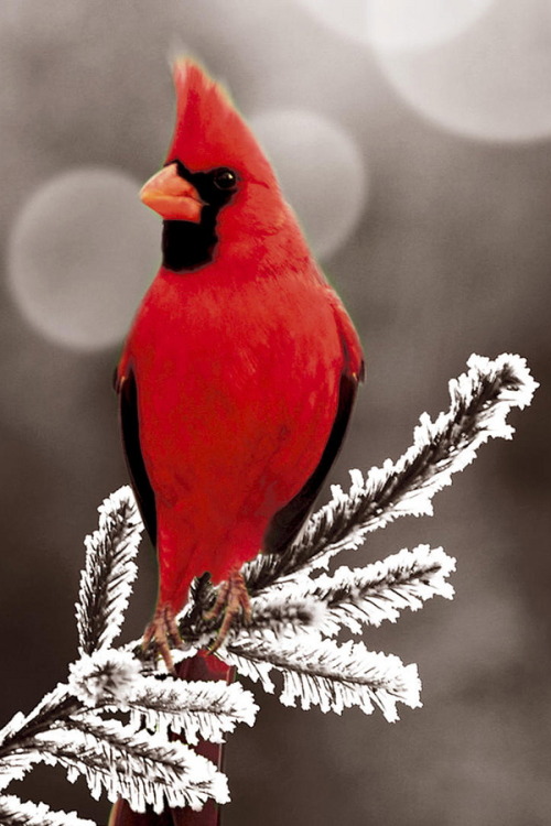 classicwoodie:

Cardinal



