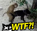 Macaco Gay Violador Ataca Cão sem Piedade!
