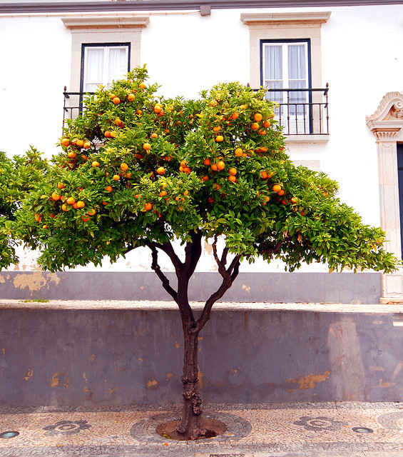 | ♕ |  Orange Tree in Faro - Algarve, Portugal  | by © sykerabbit77