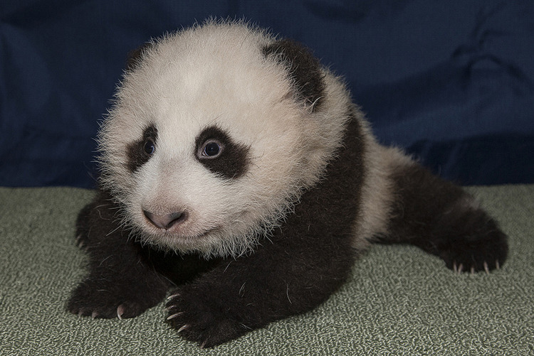 Growth and Development of Giant Panda Cubs: A Timeline / Post by Pandas International via the National and San Diego Zoos<br />
It appears that the world has fallen in love with Xiao Liwu - Bai Yun&#8217;s cub at the San Diego Zoo.  As we watch him grow, we thought it would be fun to give you some basic facts (via the National Zoo) about cub development.<br />
At birth:<br />
Just 1/900th of their mother&#8217;s weight, a newborn panda is born pink, covered in sparse, short white hairs. It weighs three to five ounces, and is about seven inches long, including a proportionately long tail. Its eyes are shut tightly. It cries loudly and often.  A newborn Panda cub&#8217;s size has been compared to a stick of butter.<br />
Days old:<br />
The cub&#8217;s limbs are weak—it will be several weeks before it can crawl. It continues to vocalize, to communicate its needs and strengthen the relationship with its mother. The cub spends its days sleeping and suckling often. At about a week old, black patches appear on the skin around the eyes, ears, shoulders, and legs. Black hair will grow in these areas in a couple of weeks. The mother frequently licks the cub to stimulate urination and defecation and to clean the cub.<br />
One to two months old:<br />
After about a month, the cub resembles a miniature adult with a longer tail. It vocalizes less and less until it ceases crying and squealing by the time it is two months old. Its eyes open partway after 30 to 45 days and open fully a week or two later.<br />
The mother may not leave to eat bamboo until her baby is three or four weeks old. By this time, the baby can better regulate its body temperature and does not require constant contact with its mother to stay warm. Mother has been staying busy providing the cub with high-fat milk. It may grow to ten times its birth weight in five to six weeks. At two months, it suckles three to four times a day.<br />
Three to four months old:<br />
The cub can stand and walk a few steps after about 75 to 80 days. At about this time, teeth begin to erupt. The order in which they appear varies from one panda to another. Its eyesight improves, and its hearing becomes more acute. It suckles two to three times a day. At four months old, the cub is active, running several steps at a time and climbing up on its mother&#8217;s back to play.<br />
Five months to one year old:<br />
At five months, the cub trots behind its mother, mimics her while she eats bamboo, and climbs trees. It may sit in a tree by itself for hours. At six months, it has 26 to 28 teeth and begins to eat solids. It will have deciduous teeth at one year of age, and its permanent teeth will start to erupt at this age. It suckles only once or twice a day. It may continue to suckle at eight or nine months old. By age one, it may weigh 50 to 60 pounds.<br />
One and a half years old:<br />
In the wild, the cub leaves its mother at one and a half to two years of age.<br />
Enjoy this compilation of all the best moments from panda cub Xiao Liwu&#8217;s first twelve exams and track his progress: Xiao Liwu&#8217;s Exam Compilation