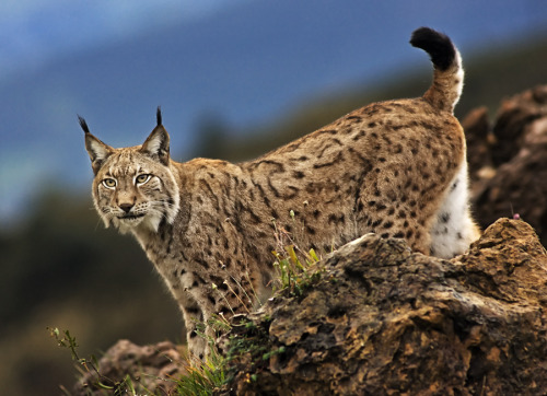 beautiful-wildlife:

Lynx
