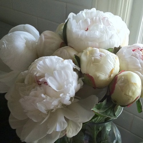 peonies in december (she squeals)