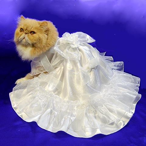 Dress  Wedding on Cat Wedding Dress Wedding Cat Costume Bride Cat Princess Princess