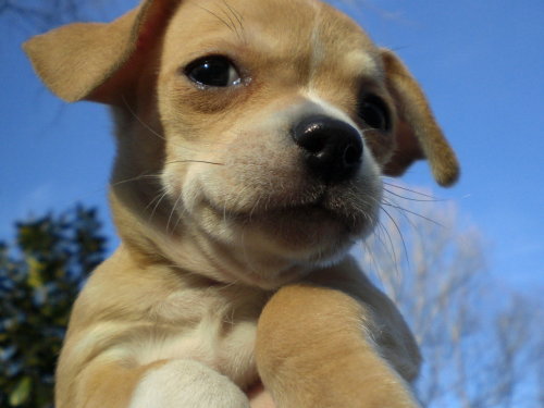 Chihuahua+and+shih+tzu+mix+puppies