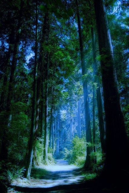 pts1980: Blue Forest, Vancouver, Canada 