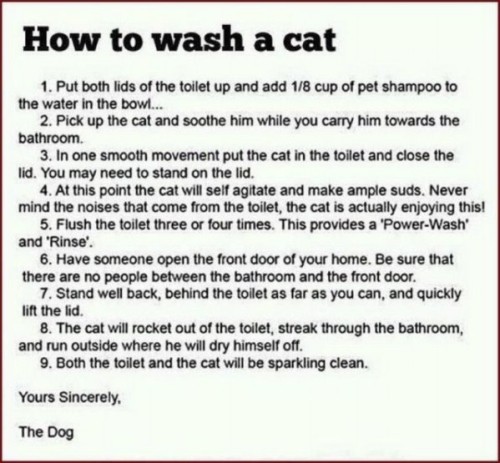 lavage de chat