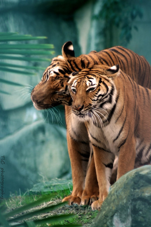 llbwwb: For the tiger lovers :) Showing the love by ~TlCphotography730.