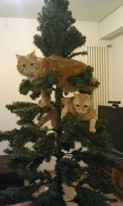 pricklylegs: So my tree is coming together nicely.. 