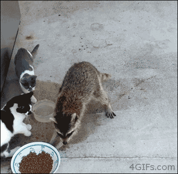 Rewind Animal Clip Of The Week: This Racoon Is A G! (Snipes Food From A Clowder Of Cats & Makes The Realest Escape)