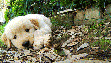 gif dog animals cute puppy golden retriever 
