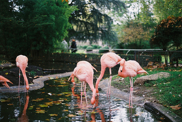 12cardigans: Pink flamingos by laura olljum. on Flickr. 
