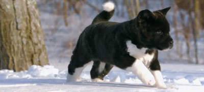 puppy running gif