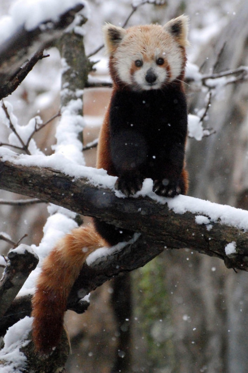 magicalnaturetour: Red Panda in the Snow (by Smithsonian’s National Zoo) 