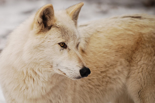 opiuma: White Wolf by Marko Stavric on Flickr. 