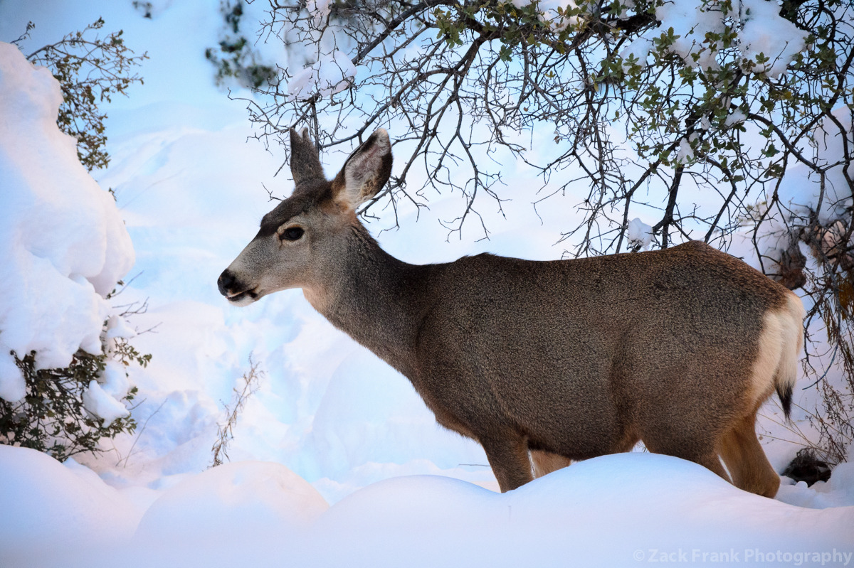 deer in Zion National Park, Utah #nature #animals #wildlife