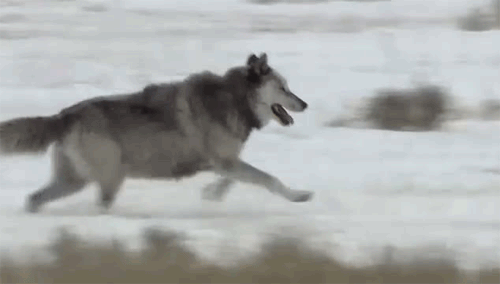 Featured image of post Running Gif Wolf Share the best gifs now