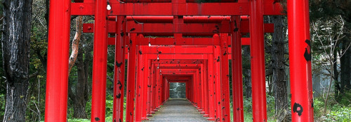 Sapporo Fushimi Inari by takamoto on Flickr.
