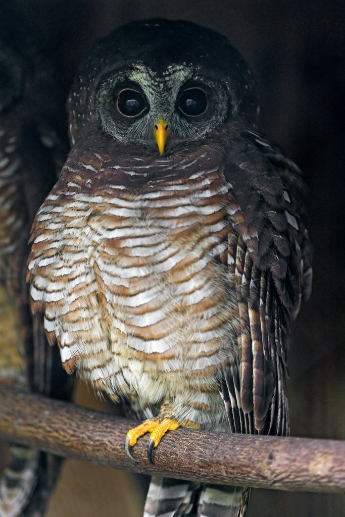 animalisticintent: theanimalblog: Owl with head in the dark (by Tambako the Jaguar) As opposed to “Owl without head&#8221;?