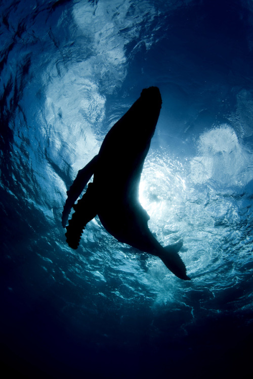 nature-madness: Shadow Of A Species | Scott Portelli This silhouette of a Humpback Whale calf was taken in the Kingdom of Tonga in the south pacific where Humpbacks frequent the waters each year to mate and give birth.