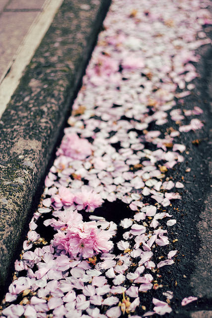 sakura on the streets of Tokyo by Siddhy90 on Flickr.