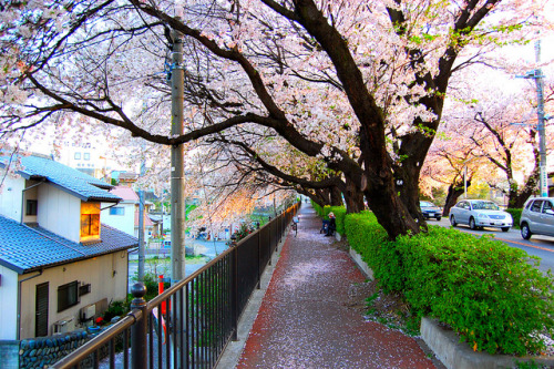 Road under the cherry blossoms by San2025jp on Flickr.