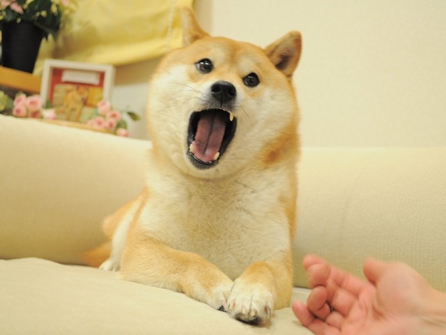 ¿Qué es mejor DOGE o Shiba Inu?