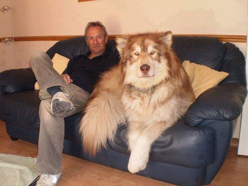 verdens største hund