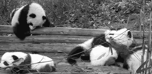 Pandas felices