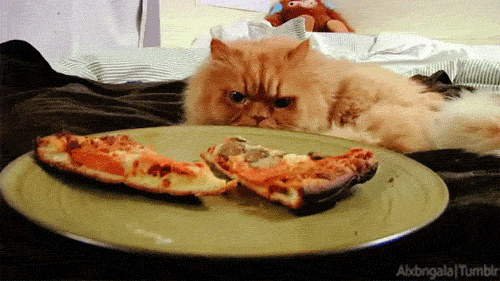 hungry cat gifs | WiffleGif