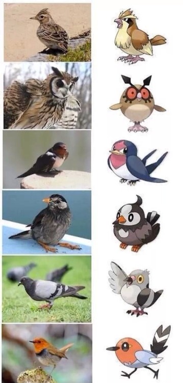Honchkrow Murkrow Macaw Pokémon Bulbapedia, pokemon, vertebrate