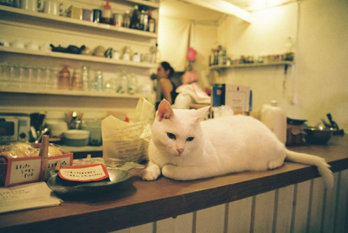 Cafe by nekojimakeibu on Flickr.
