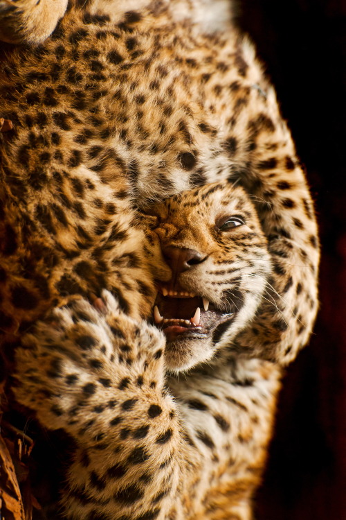 jaimejustelaphoto: Fighting cubs by Tambako The Jaguar