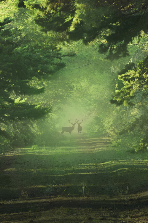 touchdisky:

Wild deer by matt dinning

WHAT ARE THEY THINKING?
DO THEY WANT TO TRUST US?
ARE THEY HOPING THAT
PEOPLE COULD BE NICE TO THEM?
ARE WE CAPABLE OF
APPRECIATING NATURE?
IF I WERE THEM,
I WOULDN&#8217;T TRUST US.