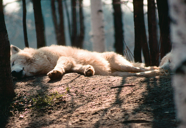 darkvntage: Sleeping Wolves by Troy Hacker on Flickr.