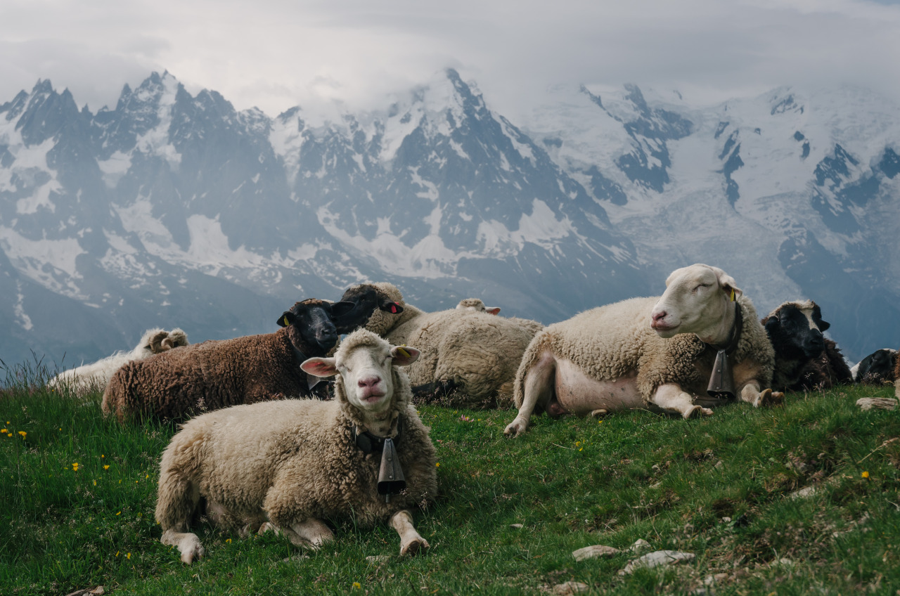 Кадыров украл чужих овец