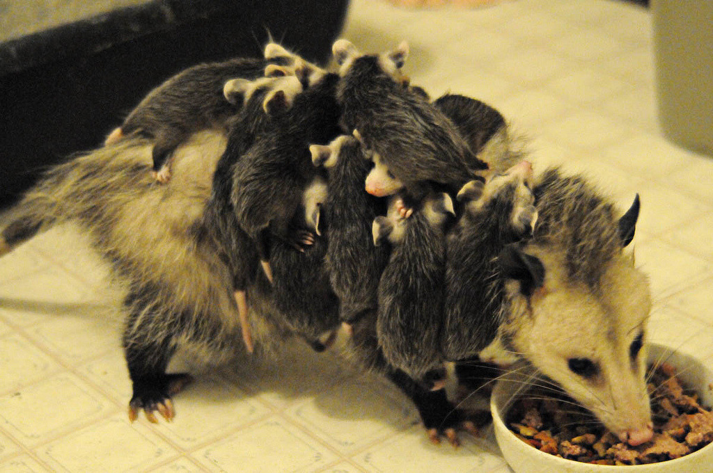 Image result for cute possum