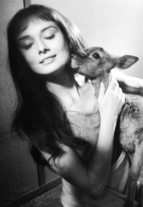 terrysmalloy: Audrey Hepburn on set of ‘Green Mansions’ with her pet deer, Ip. 