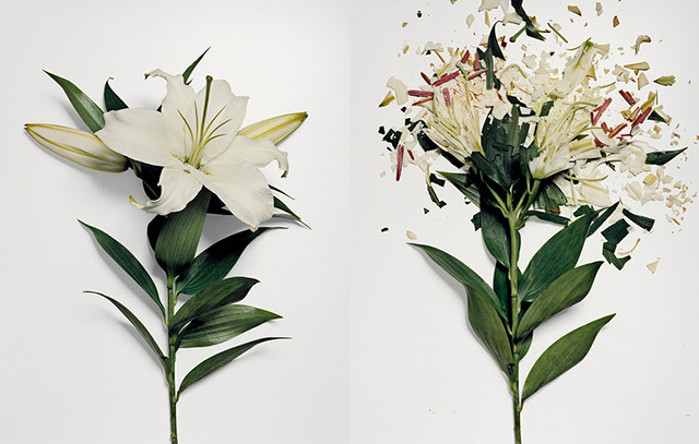mfjr: Flowers dipped in liquid nitrogen and then smashed. 
