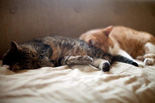 post catfight cuddle by massdistraction on Flickr.