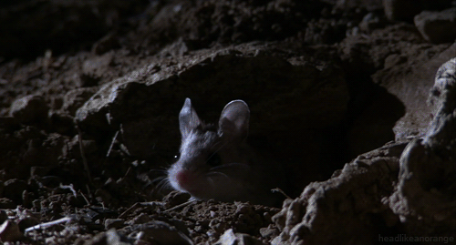 headlikeanorange: A “howling” grasshopper mouse. (Untamed Americas - NGC) 