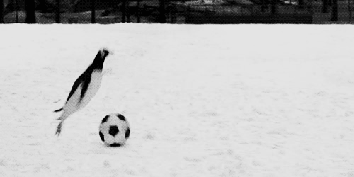 tucnaci hraji fotbal
