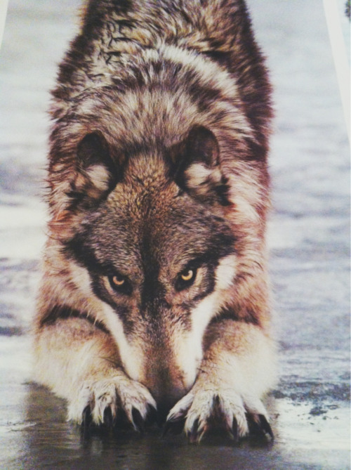 Pin by Michael Cane on Wolvos | Wolf spirit, Wolf love, Animals