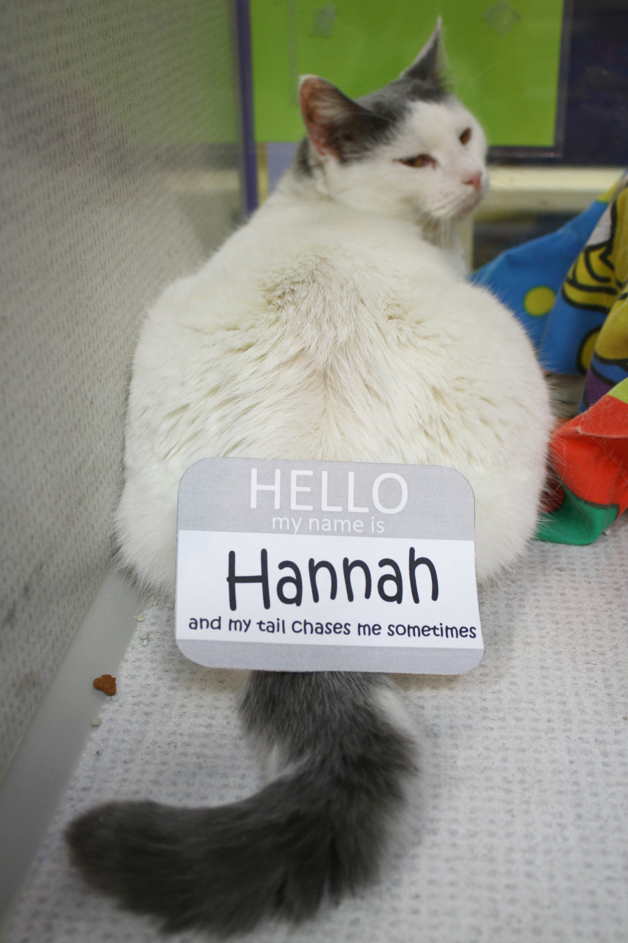 Hannah is an adoptable cat at the richmond spca cat