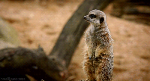 itv the zoo meerkat gif | WiffleGif